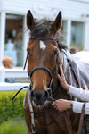 080624-Race 5-Gibside-4945