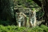 Amur Tiger CubsRLP_9958-304