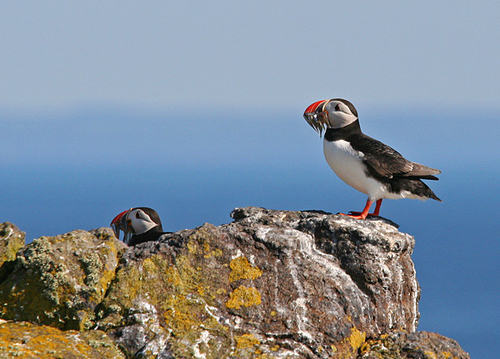 [align=center]Puffins, Isle of May, Scotland[/align]