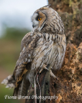 wow woodland walk-15