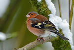 Chaffinch