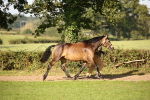 S52 - Other Coloured Horse In Hand portfolio