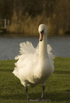 Animal 2