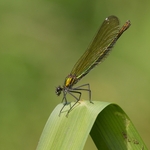 9 05 - Female watching males joust