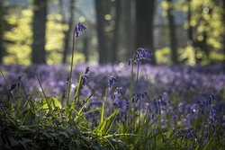 Bluebells