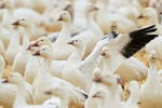Ross's Goose among Snow Geese, Bosque del Apache, New Mexico