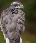 GOSHAWK portfolio