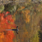 Double-Crested Cormorant in Autumn Waters