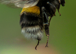 Buff-Tailed Bumblebee