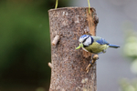 Blue Tit carrying two caterpillars, Oxfordshire, UK