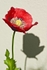 Poppy and Shadow (15)