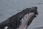 0A3A7019. Nose only 3