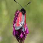 Transparent  burnet  (Zygaena purpuralis)