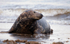 Grey Seal