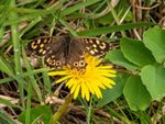 Speckled Wood