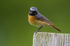 Male Common Redstart