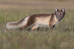 Polar Fox