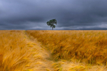 Lonely Tree, County Wexford, Ireland.