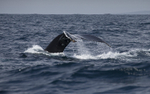 Humpback Whale, Pico Island, Azores