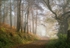 journey into Autumn woods