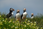 Puffins