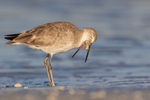 Willet regurgitating food pellet, Fort De Soto Park, Florida