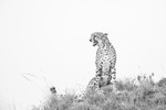 The Lookout_RLP156589