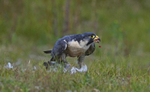Peregrine Falcon