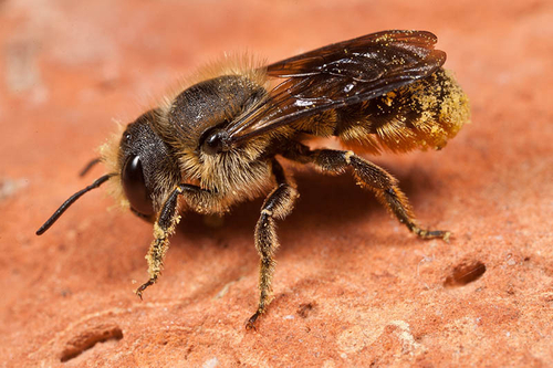 [i]Osmia leaiana[/i] female. Note the orange scopal hairs under the abdomen, used for collecting pollen.