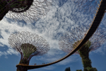 Tree Grove