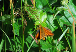 Small Skipper