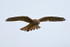 Kestrel hovering at Otmoor