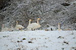Whooper Swan