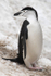 Chinstrap penguin, Half Moon Island