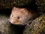 Bank Vole (04)