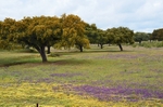 Extremadura dehesa, Spain