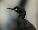 Shag close-up, Farne Islands