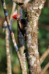 Lineated Woodpecker feeding, Costa Rica