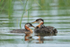Family of Red-necked Grebes, Minnesota, USA