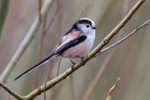 Long-tailed Tit in a bush along the Bridleway