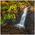 Fern Gully, Cavehill Country Park (IMG1009)