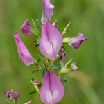 Spiny Rest-harrow,  (Ononis spinosa) 