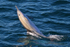 Common Dolphin in Walker Bay, South Africa