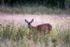 Roe Deer _ AN 0044