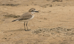 White-fronted Plover.