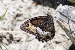 Grayling