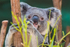 Koala Bear 11