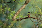 Painted Bunting perched, Finca Rosa Blanca, Costa Rica
