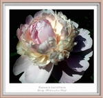 Paeonia 'Lady Alexandra Duff'