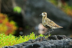 Pacific Golden Plover portfolio